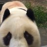 ちいシャン's profile picture