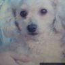 Jessi (hoom) (rip Buddy, BubbaDawg and Clover!) 的头像