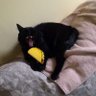 capricornonthecobb's profile picture
