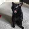 Steve 的头像