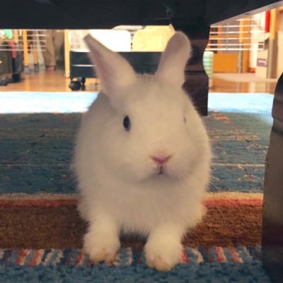 bonko's profile picture