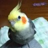 ちぇるしー's profile picture