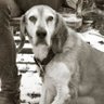 Фото профиля bikehounds