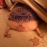 Авось 的头像