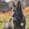 K9Ranger profil fotoğrafı