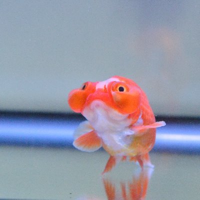 saiyougyokyou's profile picture