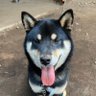 チャーボー's profile picture