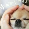 しゃむな@e's profile picture