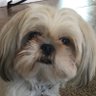 rocoolboy12345's profile picture