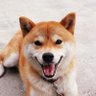 おりちゃん profil fotoğrafı
