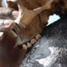 SelflessEarthlings profil fotoğrafı