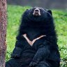 Bear 的头像
