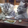 またまた一匹増えて五猫(ゴニャン)のぱぱになりました。's profile picture