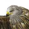 ç
§èå åç's profile picture