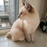 ณ แนน ลี (ต้วน) profil fotoğrafı