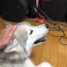 HIRO INABA's profile picture