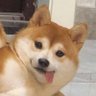 tomatoyoo's profile picture