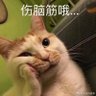 巴尔人最帅？ 的头像