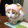 Фото профиля ユウキ🐱_✌️🧩