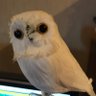 みみずく's profile picture