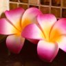 Фото профиля msfrangipani