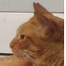 茶請け's profile picture