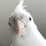 こまつ(ぞお)(°8°〇)︶ profil fotoğrafı