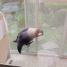 はたきよ profil fotoğrafı
