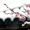 小揚's profile picture