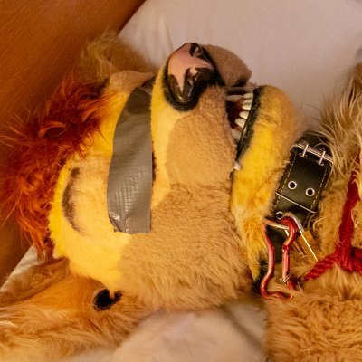 WolfyBound's profile picture