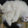 ๅตใฏใไธๆป
ใงใใ's profile picture