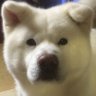 Profilbild von ダン