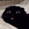 Leonardo 的头像