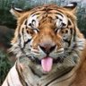 طارق's profile picture