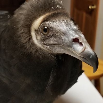 Foxfeather Zenkova's profile picture