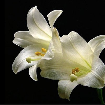 LilyLilyMaynard's profile picture