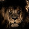 Márcio🇧🇷🇮🇱🇺🇸 's profile picture