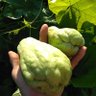 Фото профиля 自然の中で子育て♪ 木立みず