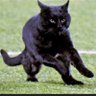 StadiumCatNuggetsOfTruth profil fotoğrafı