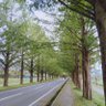 芋 的头像