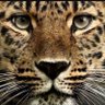 Zoilo Severo's profile picture
