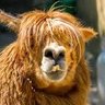 Leflar's profile picture