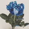 夏目うみ profil fotoğrafı