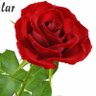 Sercan Soğukdemir's profile picture