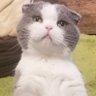 Profilbild von Sh1zuku