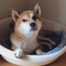 けんつけ🍒kana profil fotoğrafı