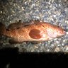 fishX 的头像