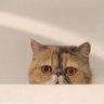 кошка-интроверт profil fotoğrafı