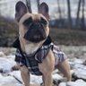 Frenchie dad 的头像