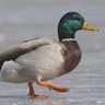 Anti-Goose Activist's profile picture